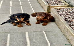 Dachshund dogs for sale: LONGHAIRED MINIATURE DACHSHUND READY NOW - Image 5