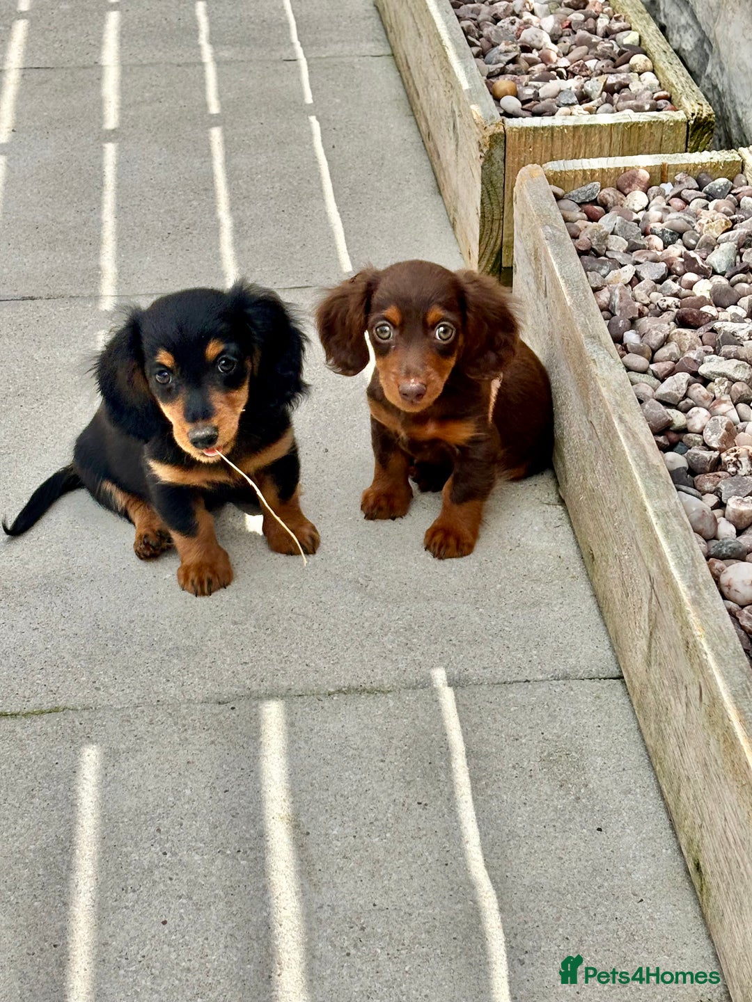 Dachshund dogs for sale: LONGHAIRED MINIATURE DACHSHUND READY NOW - Image 5