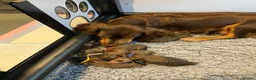 Cocker Spaniel dogs for sale: 🥰 Stunning Cocker Spaniel  Litter 🥰 in Exeter - Advert 3