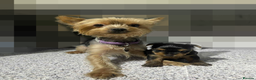 Yorkshire Terrier dogs for sale: Tiny Yorkshire Terrier GIRL - Advert 1