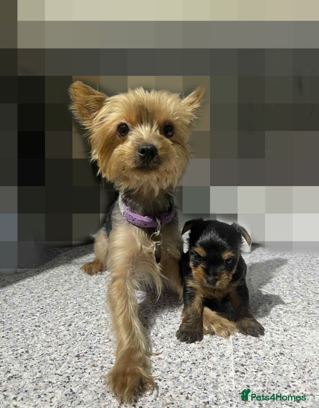 Yorkshire Terrier dogs for sale: Tiny Yorkshire Terrier GIRL - Advert 1
