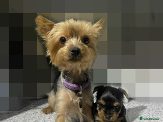Yorkshire Terrier dogs Tiny Yorkshire Terrier GIRL - Advert 2