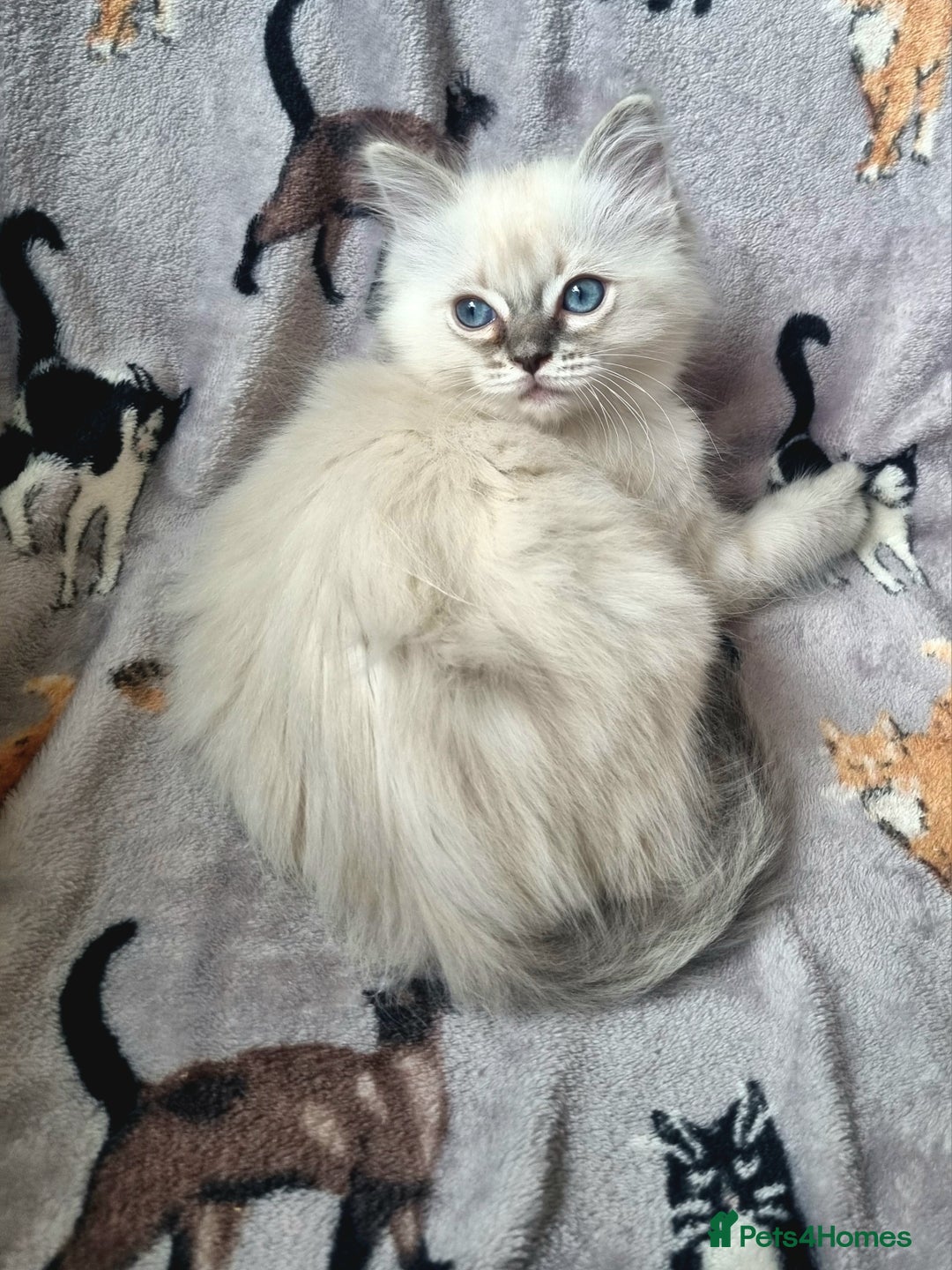 Ragdoll cats for sale: Ready Now Last Ragdoll Girl DNA tested  - Image 7