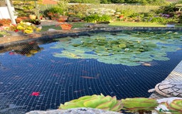 Pond Fish fish for sale: Pond fish - Advert 6