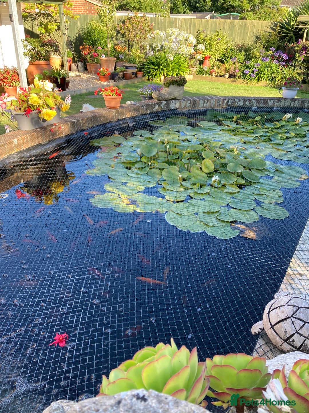 Pond Fish fish for sale: Pond fish - Advert 6