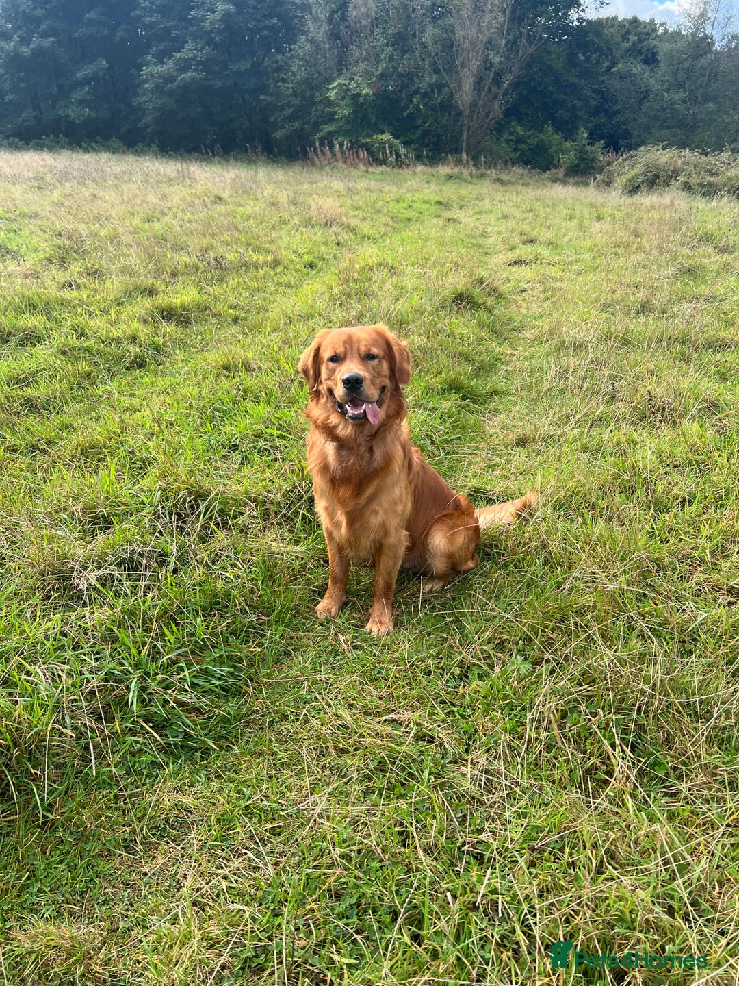 Golden Retriever dogs for stud: Fox red retriever for stud - IKC registered  - Image 12
