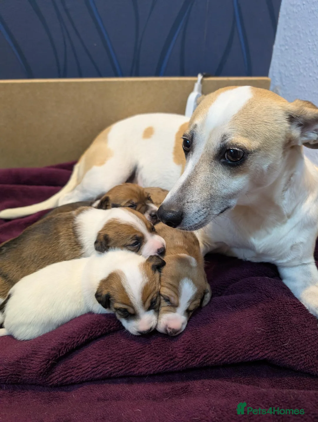 Mixed Breed dogs for sale: 3/4 Jack Russell puppies ❤️🐶 - Advert 9