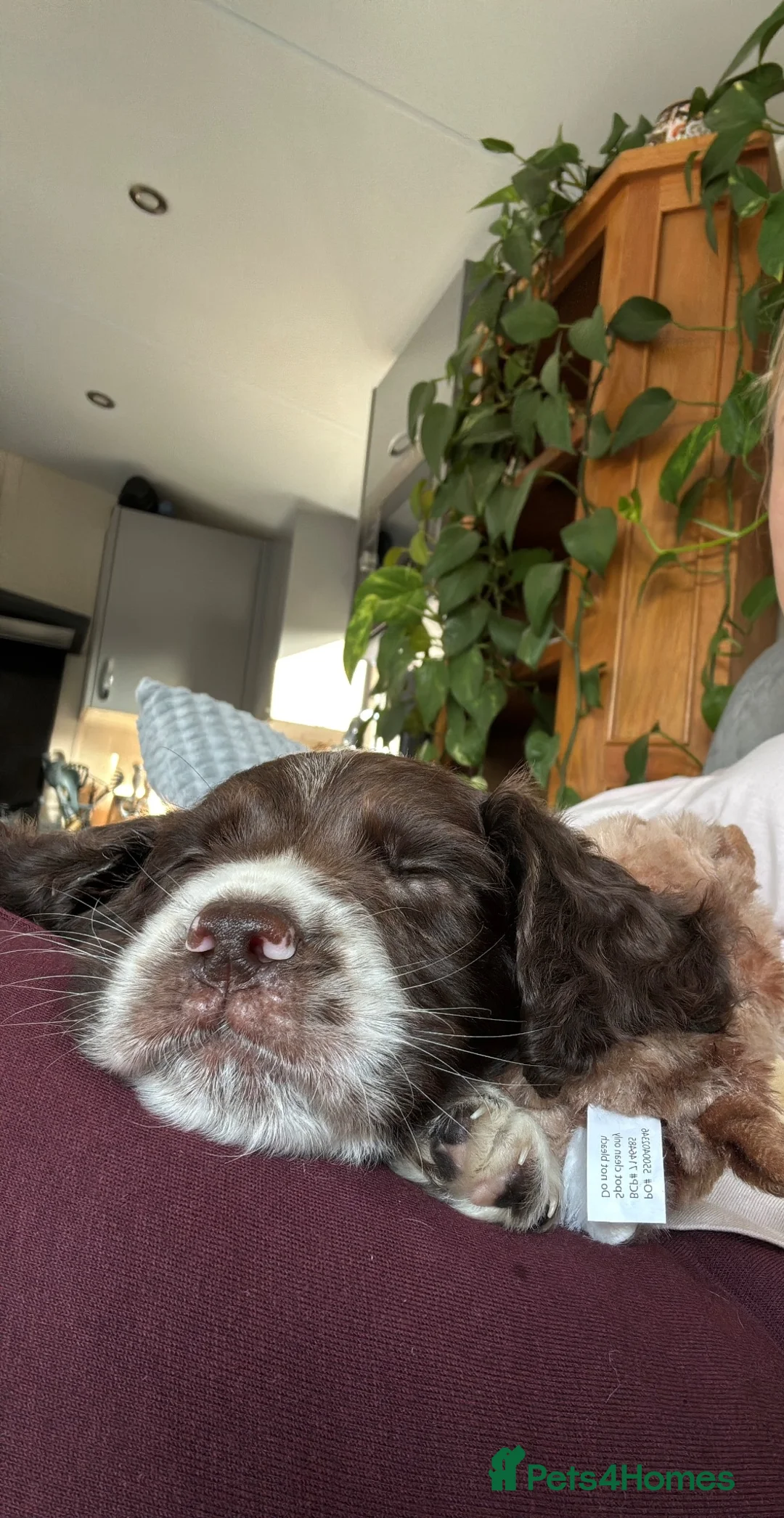 English Springer Spaniel dogs for sale: Beautiful springer spaniel puppies  - Advert 12