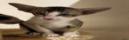 Oriental cats for sale: Pedigree GCCF Oriental Kittens  - Advert 7