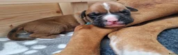Boxer dogs for sale: Beautiful Pedigree Boxer Puppies - Advert 17