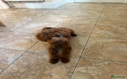 Cockapoo dogs for sale: Georgie - Mini Cockapoo - Image 3