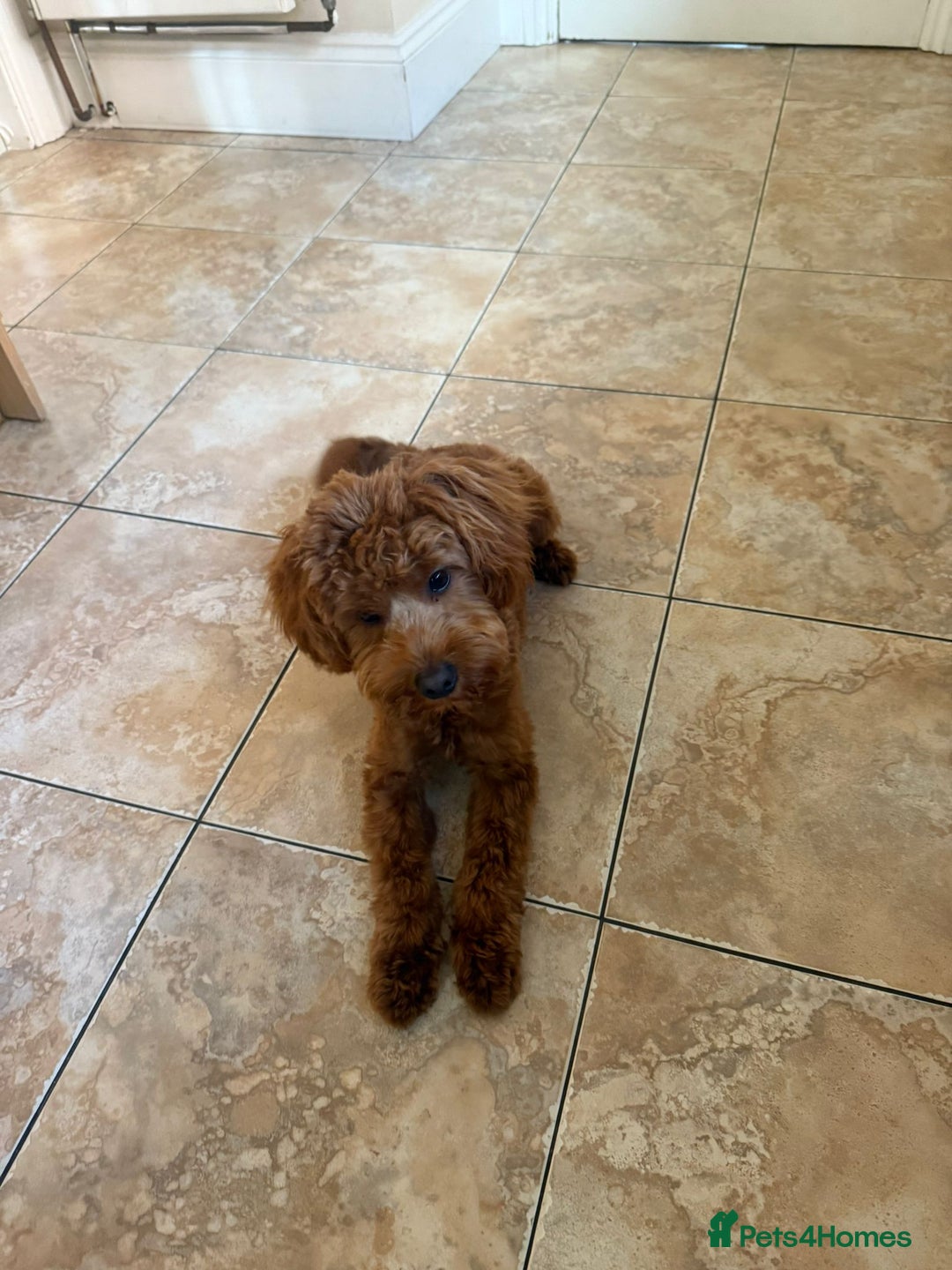 Cockapoo dogs for sale: Georgie - Mini Cockapoo - Image 3