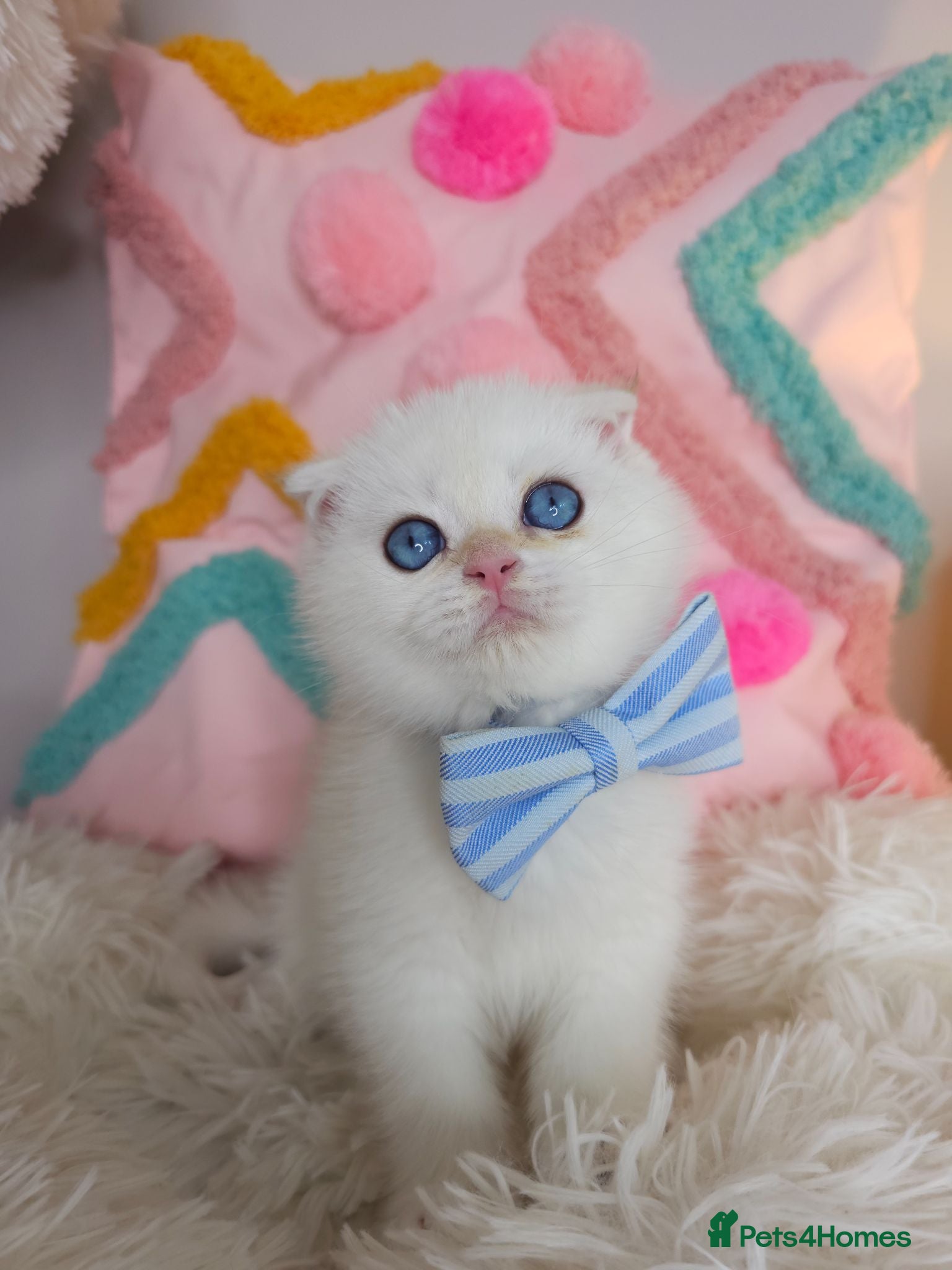 Scottish Fold cats ⭐️ Top Quality Scottish Fold Kittens ⭐️ - Advert 2