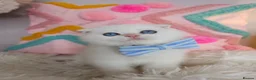Scottish Fold cats for sale: ⭐️ Top Quality Scottish Fold Kittens ⭐️ - Advert 20