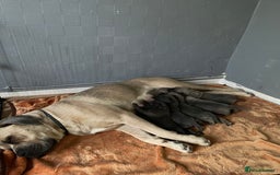 Cane Corso dogs for sale: cane corso pups - Image 25