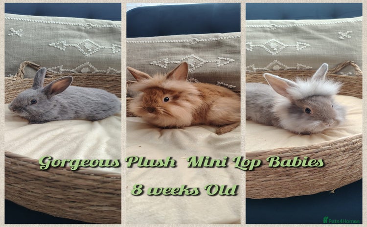 Mini Lop rabbits - Advert 1