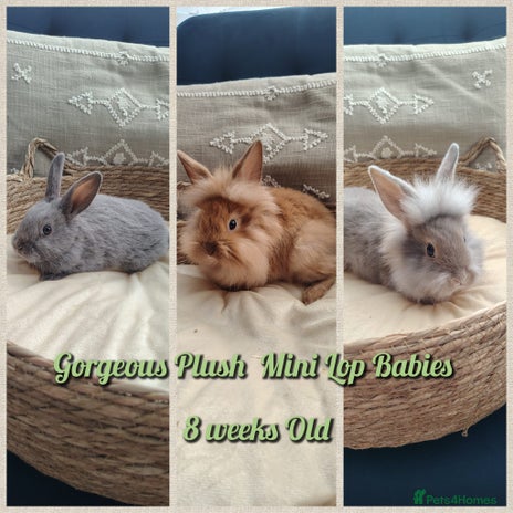 Mini Lop rabbits - Advert 3