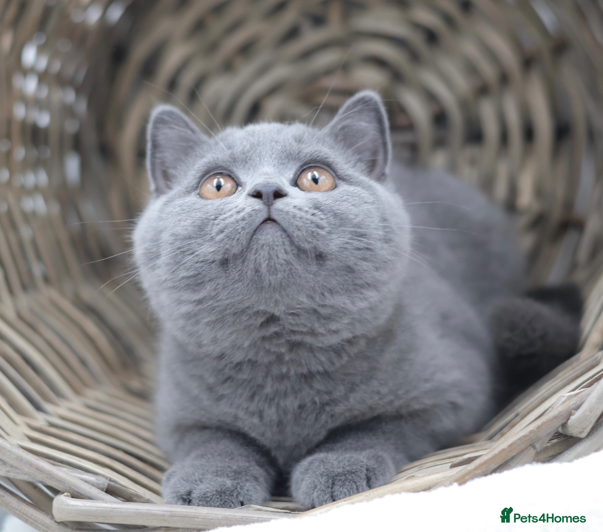 British Shorthair cats READY NOW REGISTERED CHUNKY BRITISH SHORTHAIRS - Advert 1