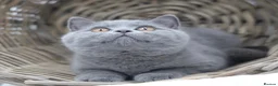 British Shorthair cats for sale: READY NOW REGISTERED CHUNKY BRITISH SHORTHAIRS - Advert 1