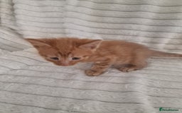 Mixed Breed cats for sale: Maine coon mixed kitchens - Image 8