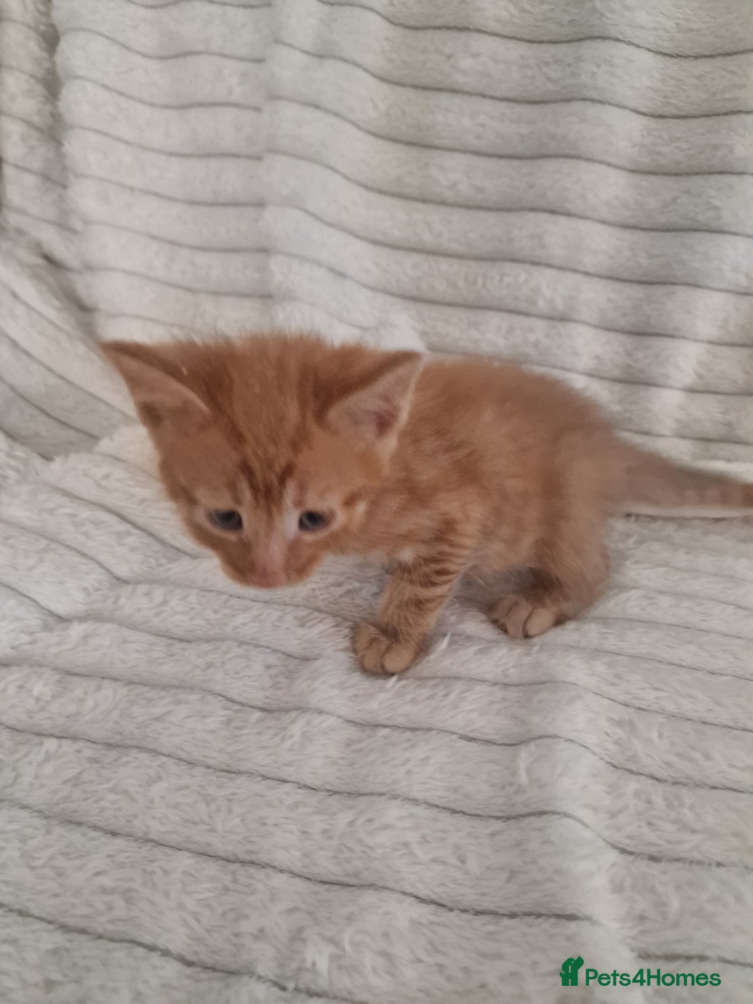 Mixed Breed cats for sale: Maine coon mixed kitchens - Image 8