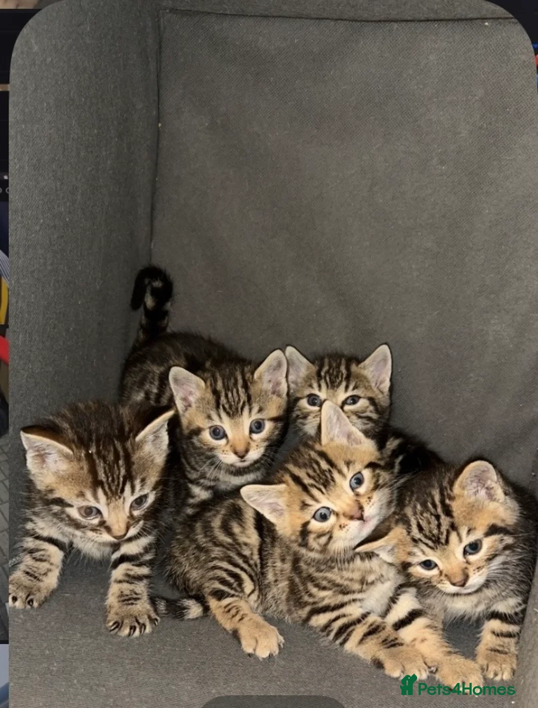 Domestic Shorthair cats for sale: Cats that need to be taken home asap in London - Advert 1