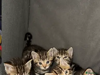 Domestic Shorthair cats Cats that need to be taken home asap - Advert 9