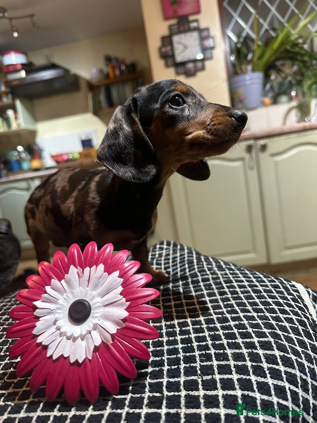 Miniature Dachshund dogs for sale: Miss Cutie  - Advert 5