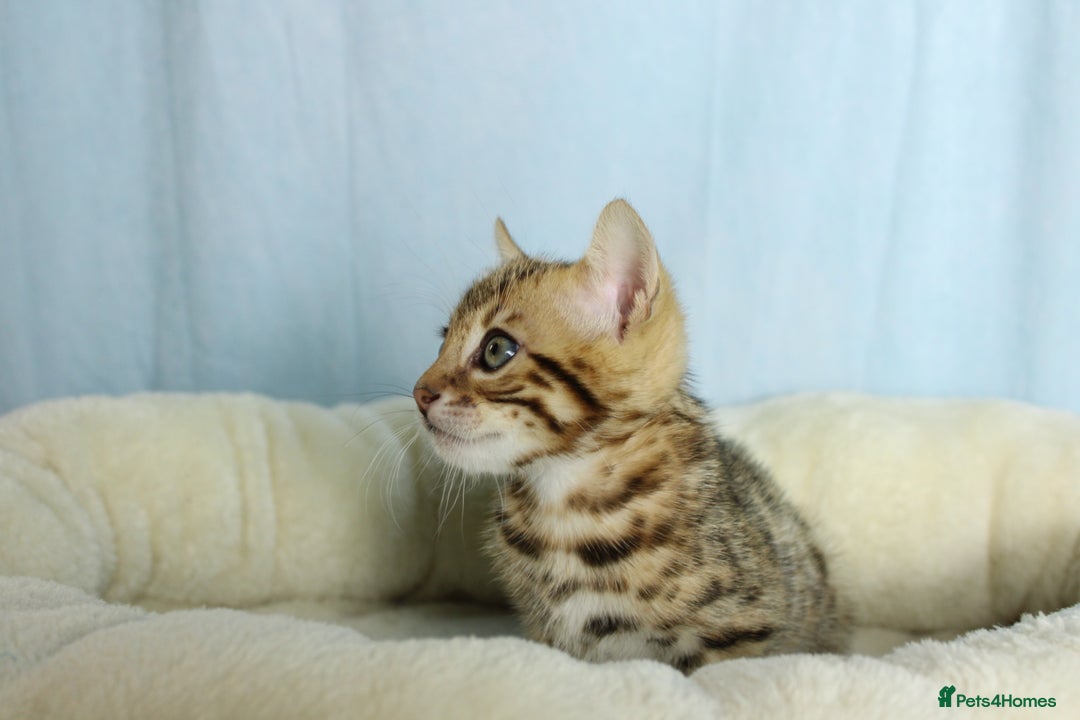 Bengal cats for sale: 🔥Absolute stunning Bengals for reservation🔥 - Image 14