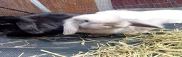Mini Lop rabbits for sale: Mini Lop Bunnies Ready to leave 12/05 - Advert 18