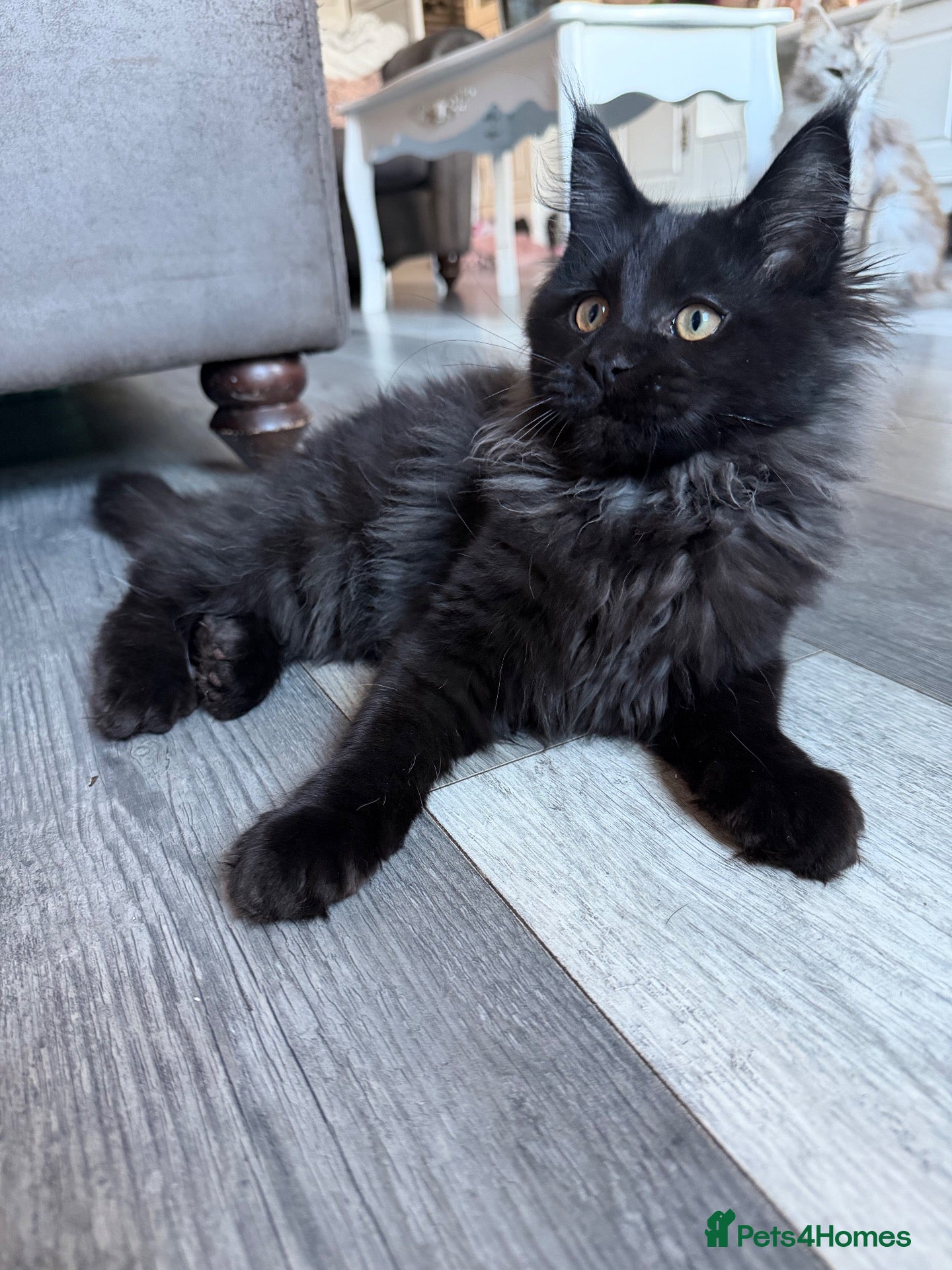 Maine Coon cats Tica registered black smoked male Maine coon - Advert 2