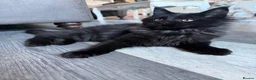 Maine Coon cats for sale: Tica registered black smoked male Maine coon - Advert 12