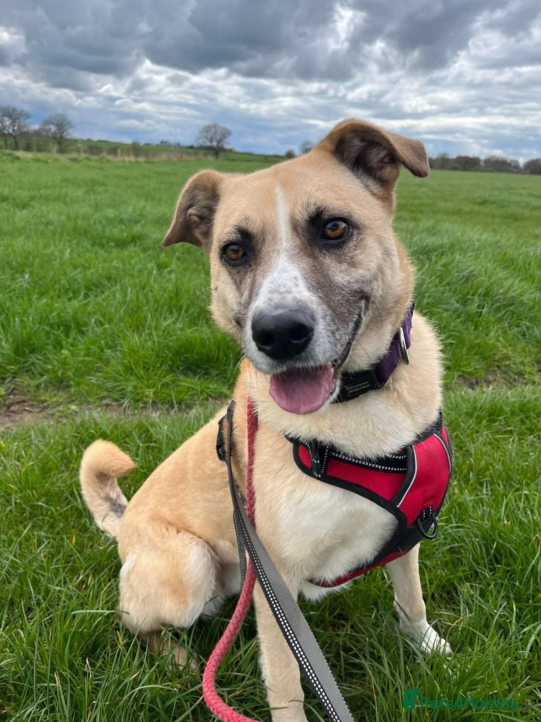 Meet Ruma, currently residing in Cheshire — Mixed Breed
