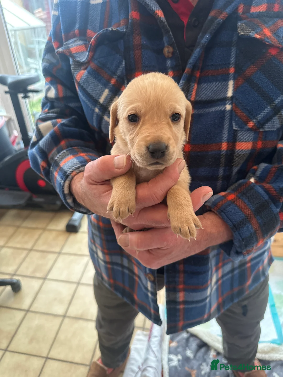 Mixed Breed dogs for sale: Vizslador puppys - Advert 12