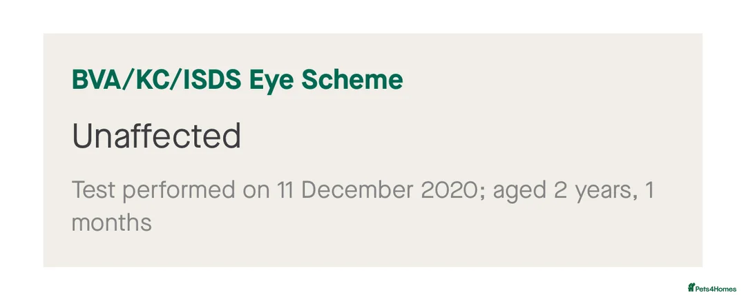 Staffordshire Bull Terrier dogs for stud: 🇬🇧 ONE & ONLY HERCULES, BLUE HEALTH TESTED STUD in Abingdon - Advert 13