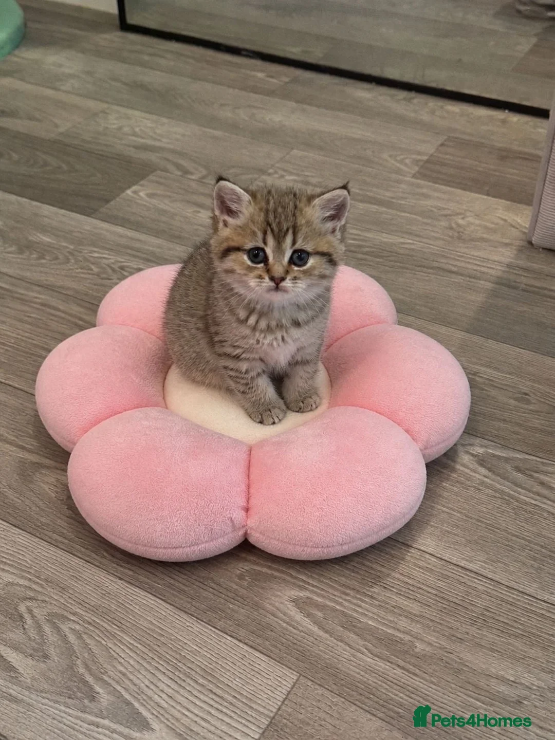 British Shorthair cats for sale: Gorgeous Pure Bred BSH Kitten - Advert 2