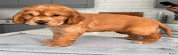 Cocker Spaniel dogs for sale: Adorable True Show Cocker Spaniel Puppies ♥️ - Advert 3