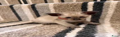 Siamese Kitten (Red❤️)