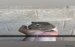 Guinea Pig rodents for sale: Lovely guinea pigs looking for their new homes!  - Image 4