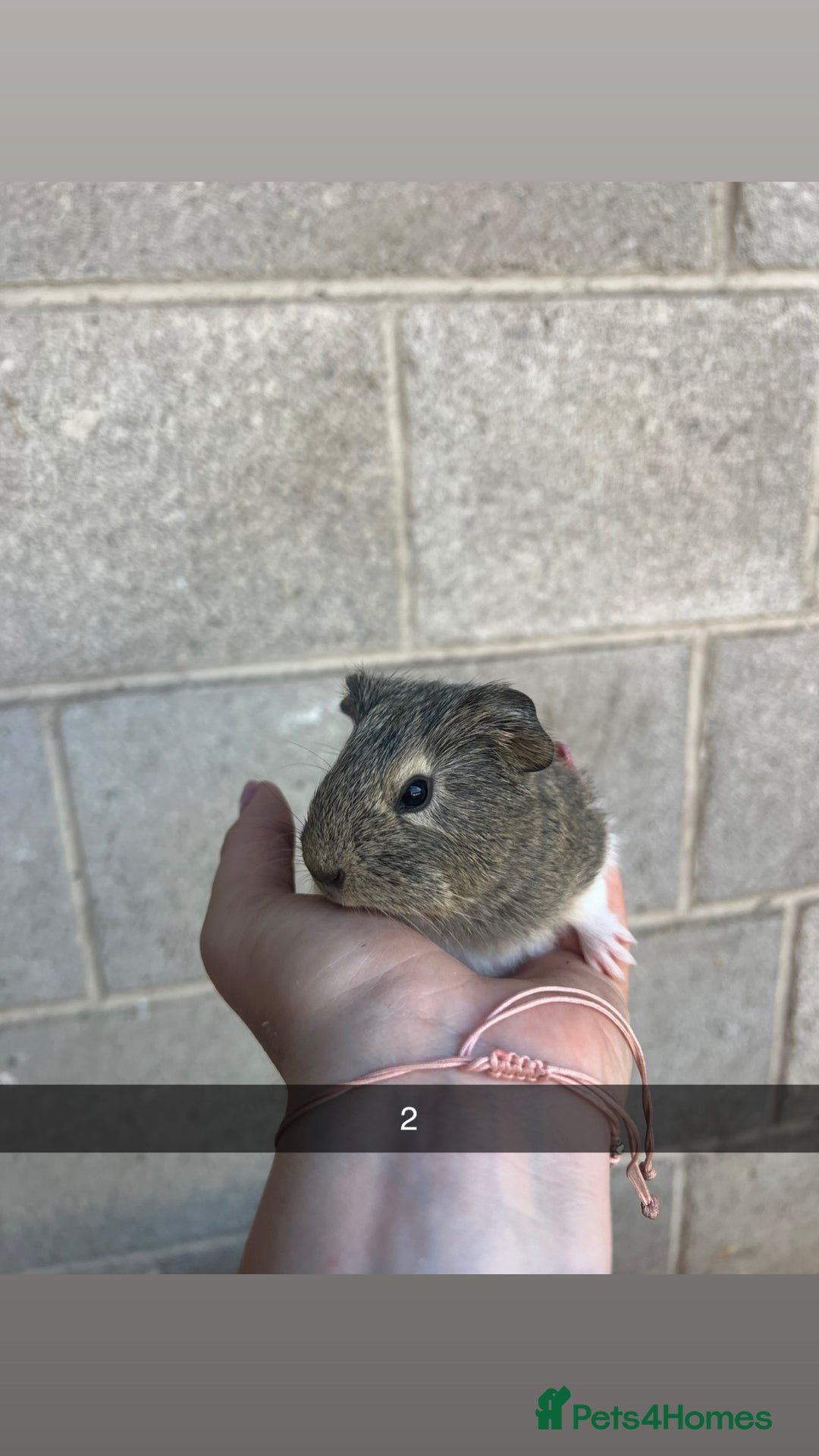 Guinea Pig rodents for sale: Lovely guinea pigs looking for their new homes!  - Image 4