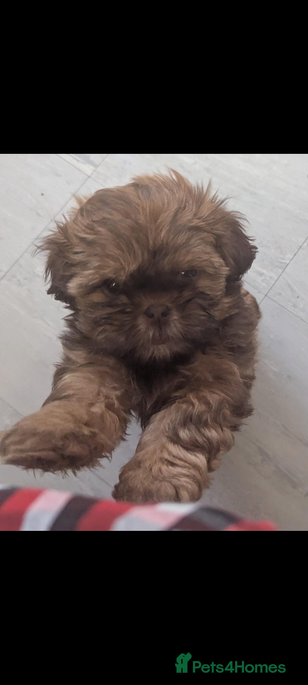 Shih Tzu dogs Imperial shih-tzus - Advert 11