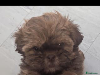 Shih Tzu dogs Imperial shih-tzus - Advert 11