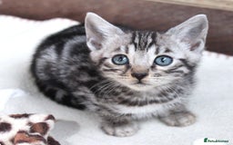 Bengal cats for sale: 2 CUTE SILVER FEMALE BENGAL KITTENS (TICA REG) - Image 3