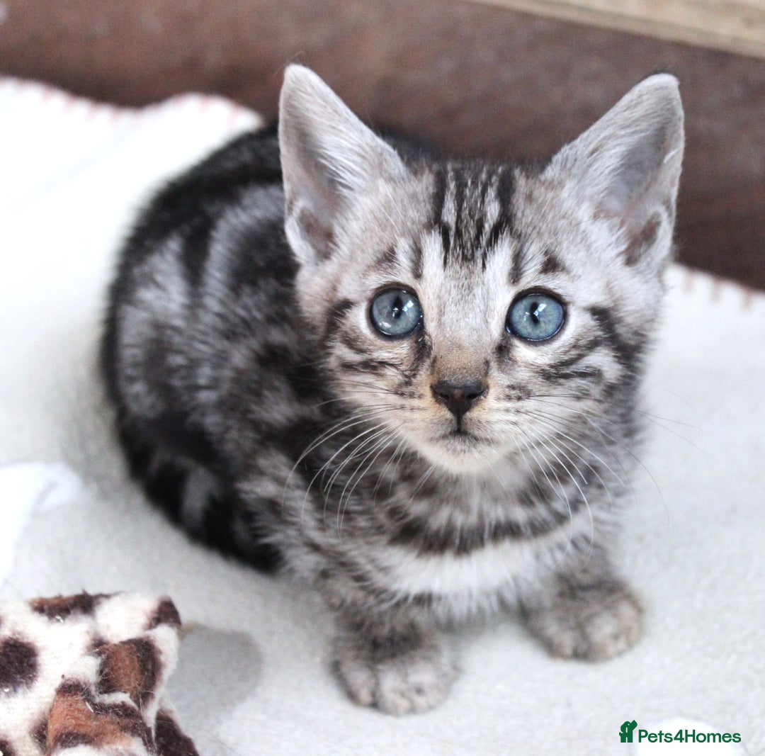 Bengal cats for sale: 2 CUTE SILVER FEMALE BENGAL KITTENS (TICA REG) - Image 3