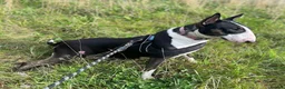 English Bull Terrier dogs for sale: Champion Bloodline English Bull Terrier Puppies - Advert 7