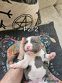 American Bully Puppy 2