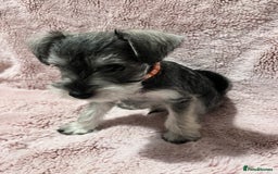 Miniature Schnauzer dogs for sale: KC Beautiful miniature Schnauzers  - Image 17