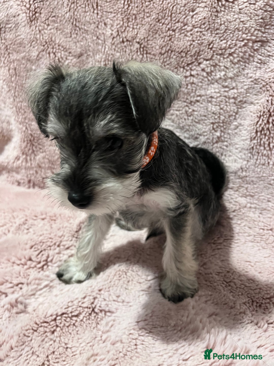 Miniature Schnauzer dogs for sale: KC Beautiful miniature Schnauzers  - Image 17