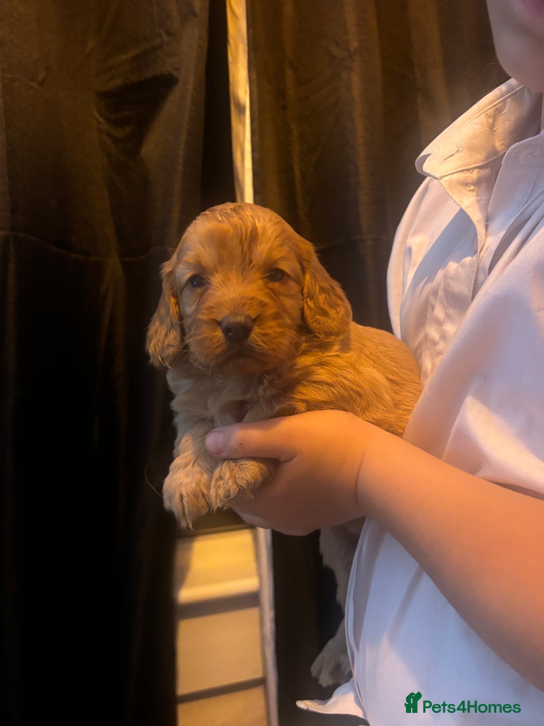 Cockapoo dogs for sale: Stunning cockapoos  - Image 5