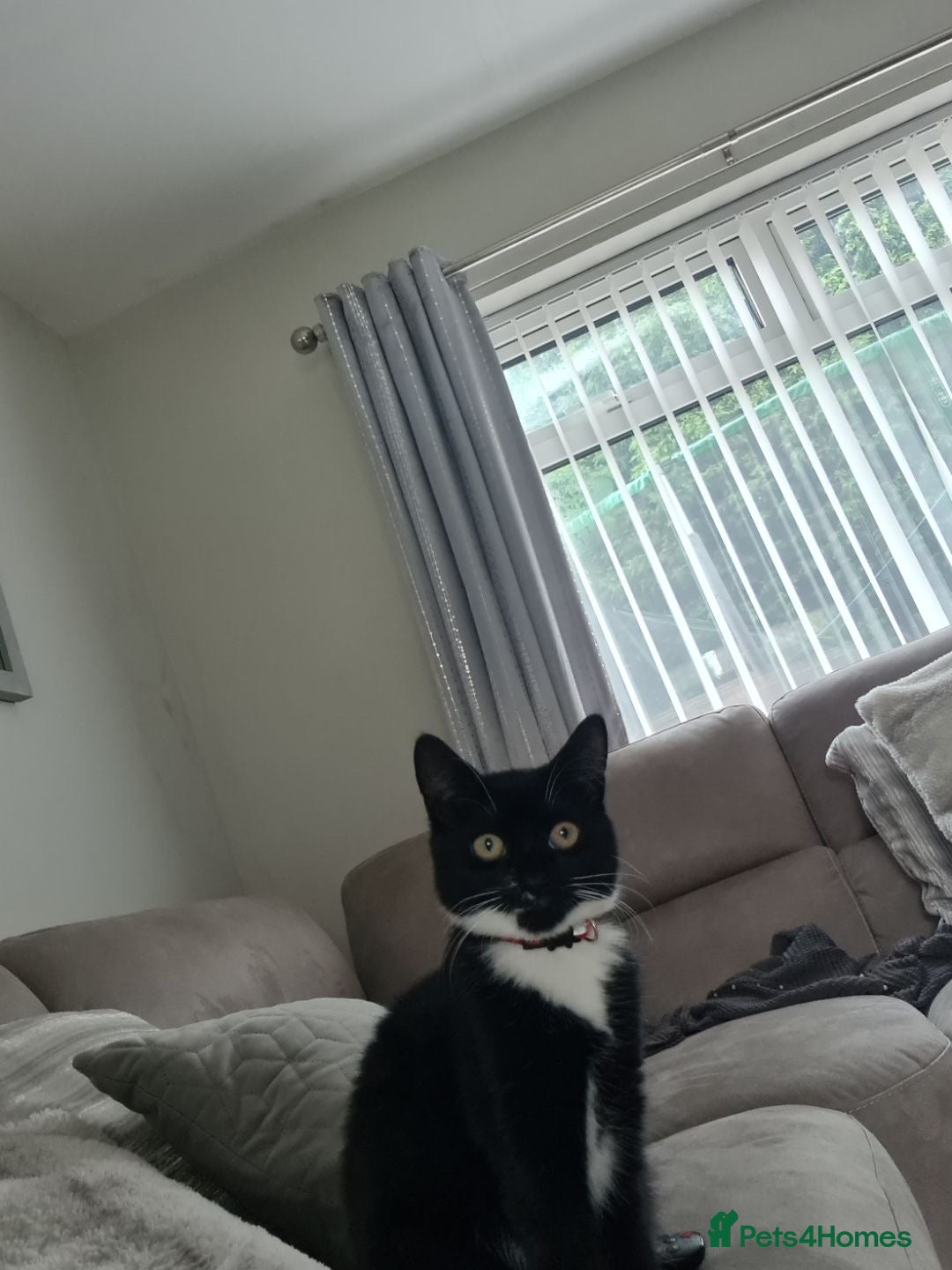 Mixed Breed cats for sale: Maincoon mix cat - Advert 3